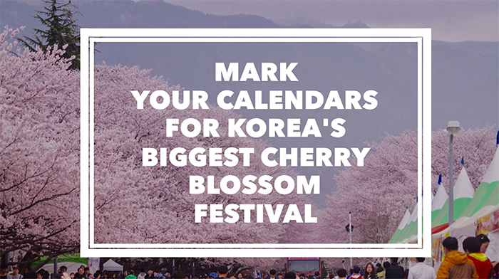 170321_cherry blossom1_in.jpg